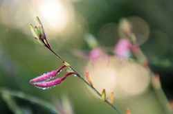 Soft pink flower blossoms with water drops