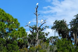 Tropical Birds in the wild