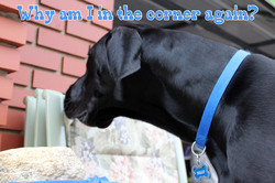 Why Am I In The Corner Again?