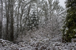 Brush and pine tree in winter forest