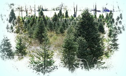 Snow floating over Christmas Pine Trees uncut