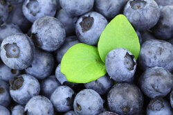 Blueberry background with green leaves