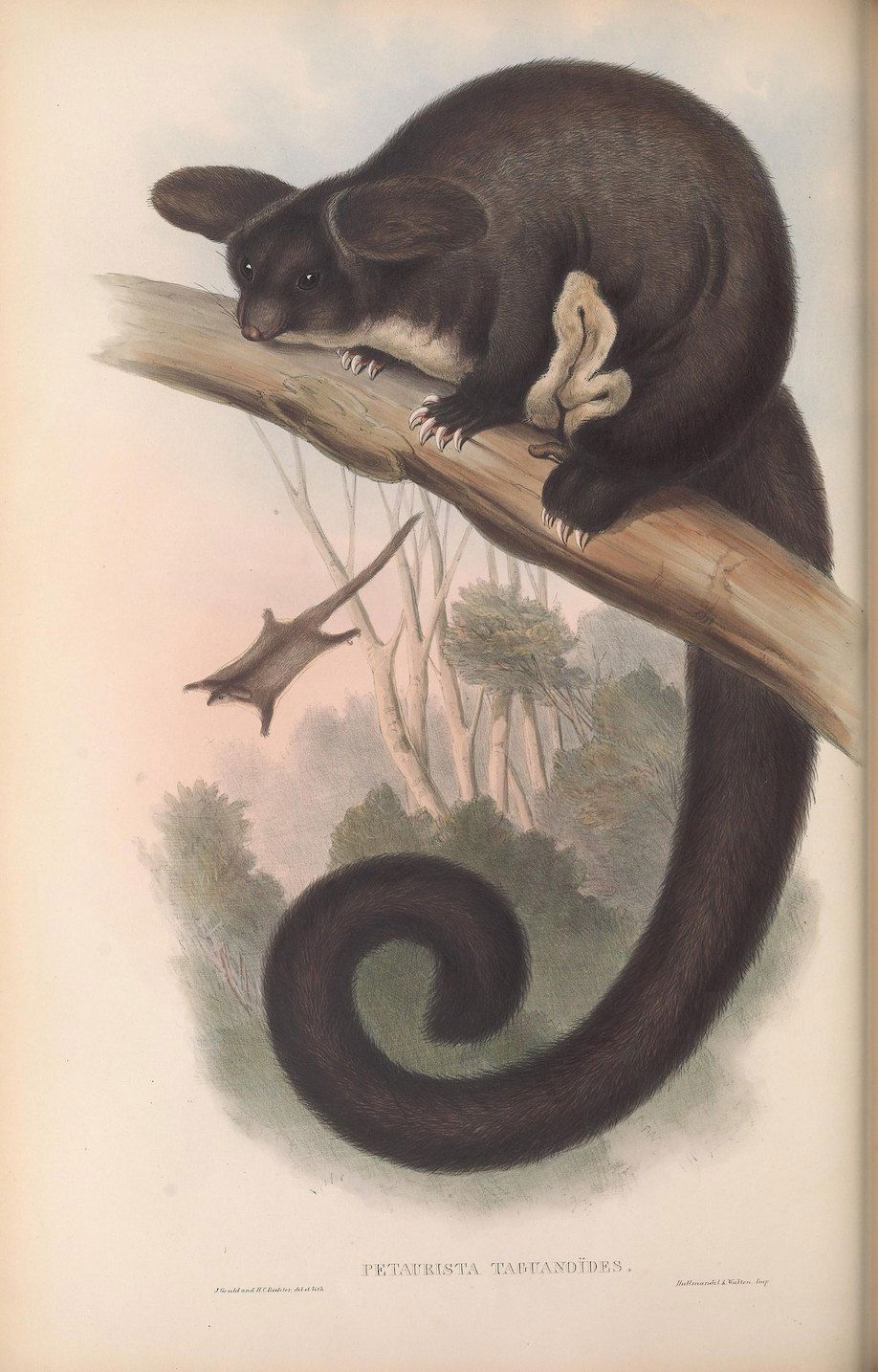 Petaurista taguanoides, Flying Squirrel