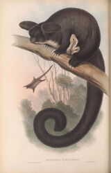 Petaurista taguanoides, Flying Squirrel