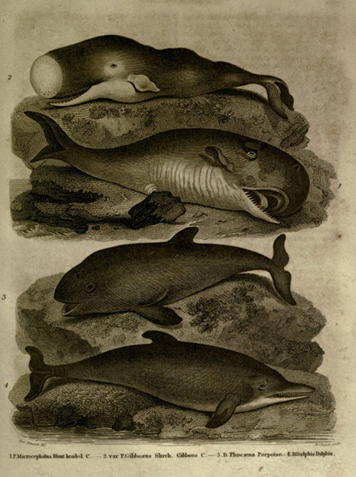  History of the Earth and Animated Nature 