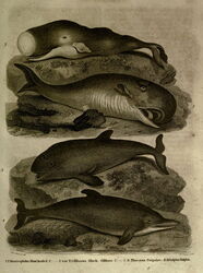  History of the Earth and Animated Nature 