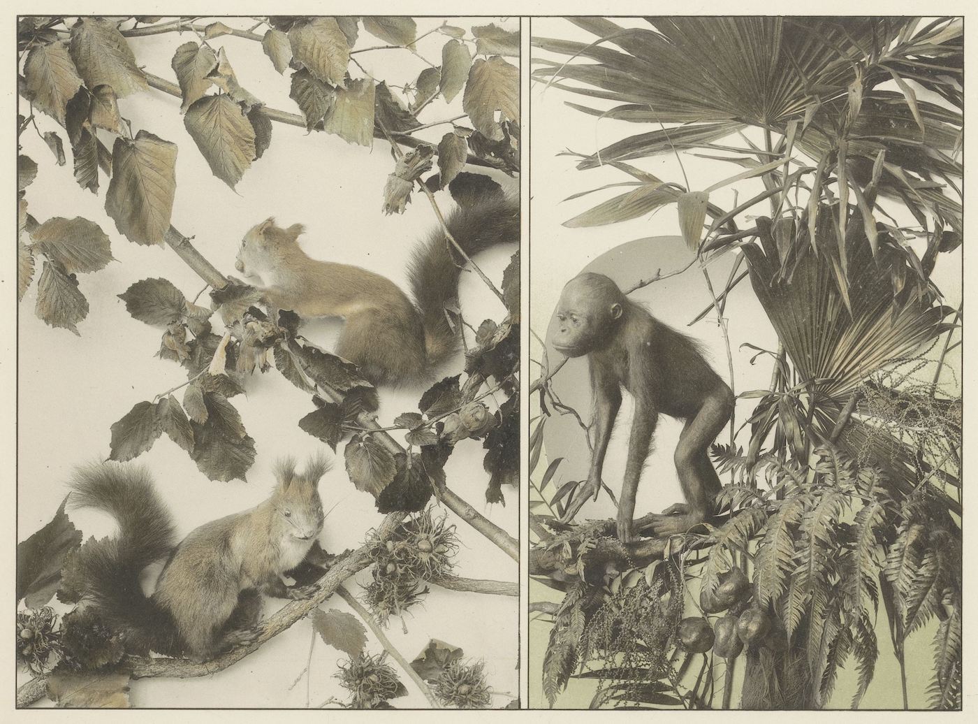 Festons und Decorative Gruppen aus Pflanzen und Thieren