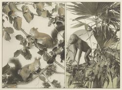 Festons und Decorative Gruppen aus Pflanzen und Thieren