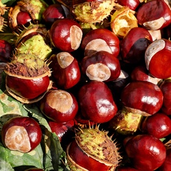 Wallpaper background of beautiful conkers, horse chestnuts