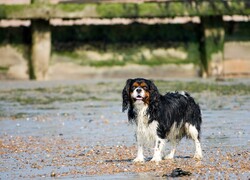 Beautiful cavalier king charles spaniel dog at the beach