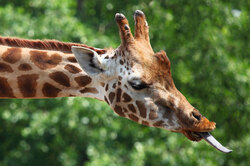 Giraffe sticking out tongue