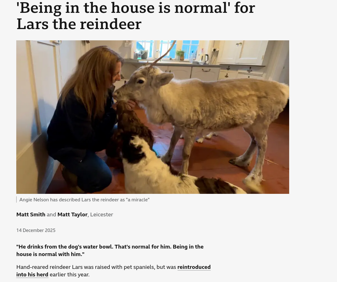 Hand-reared reindeer Lars was raised with pet spaniels, but was reintroduced into his herd earlier this year.