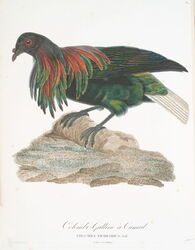 Nicobar pigeon