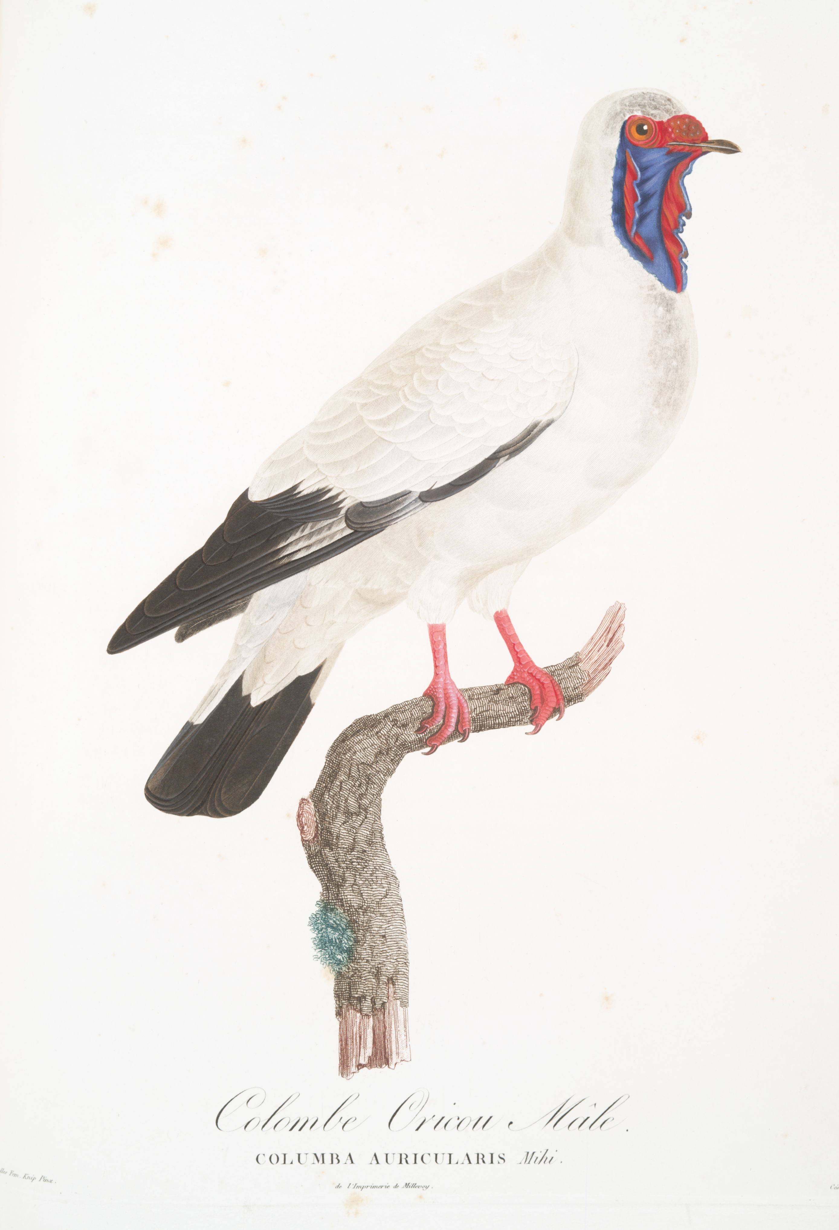 Gloger dove (considered fictitious)