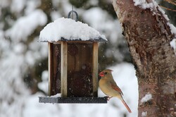 Female cardinal at the feeder on a snowy morning.