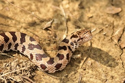 Close-up of the head of a Prairie King snake looking at the camera.
