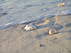 Sand, shells and water