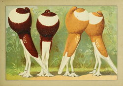 techrights.org - Restoring Professional Pride in the Tech Sector