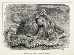 The Octopus (Octopus vulgaris)