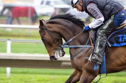 Portrait of Thoroughbred Horse Training