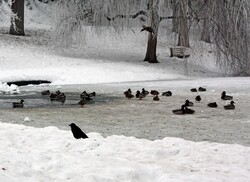 Duck pond in the winter.