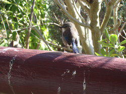 Splendid Fairy Wren, Nannup Western Australia 