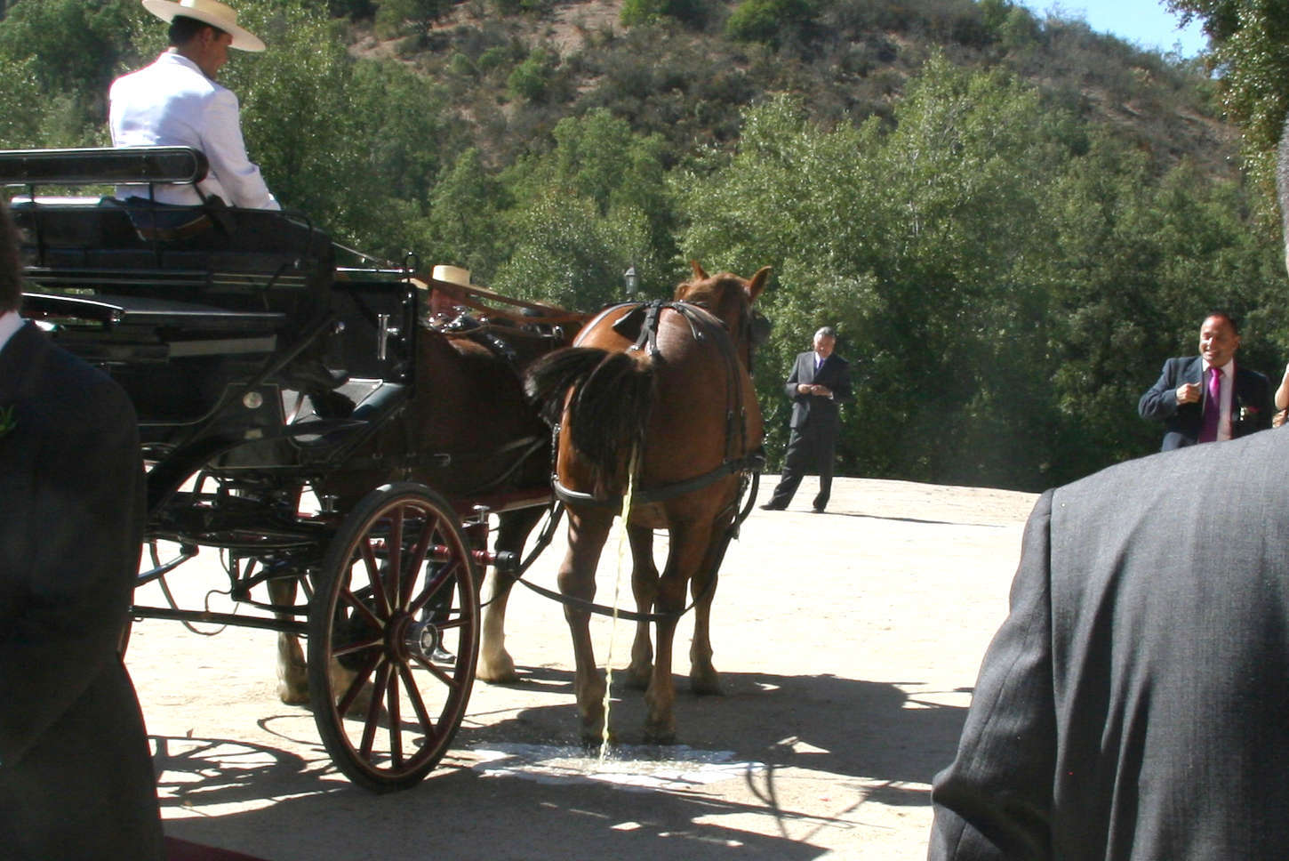 wedding, Daniel Pocock, horse, groomsmen
