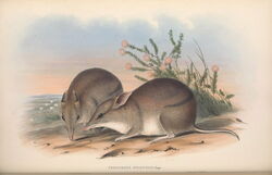 Perameles myosurus, Western-barred Bandicoot