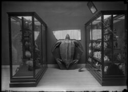 Field Columbian Museum was created to house the artefacts from the anthropology, botany, geology and zoology collections