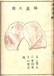 18th-Century Japanese Anatomical Atlas