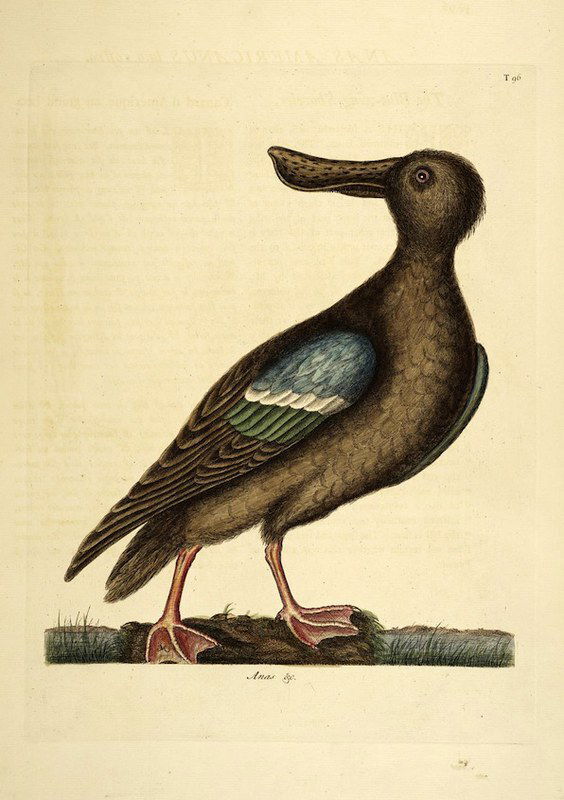 The Natural History of Carolina, Florida, and the Bahama Islands