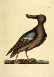 The Natural History of Carolina, Florida, and the Bahama Islands