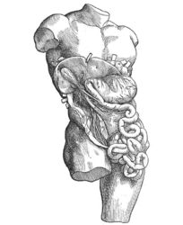 De Humani Corporis Fabrica