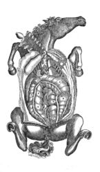 The Belly of a Horse