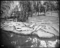 Four-year old alligators sunning