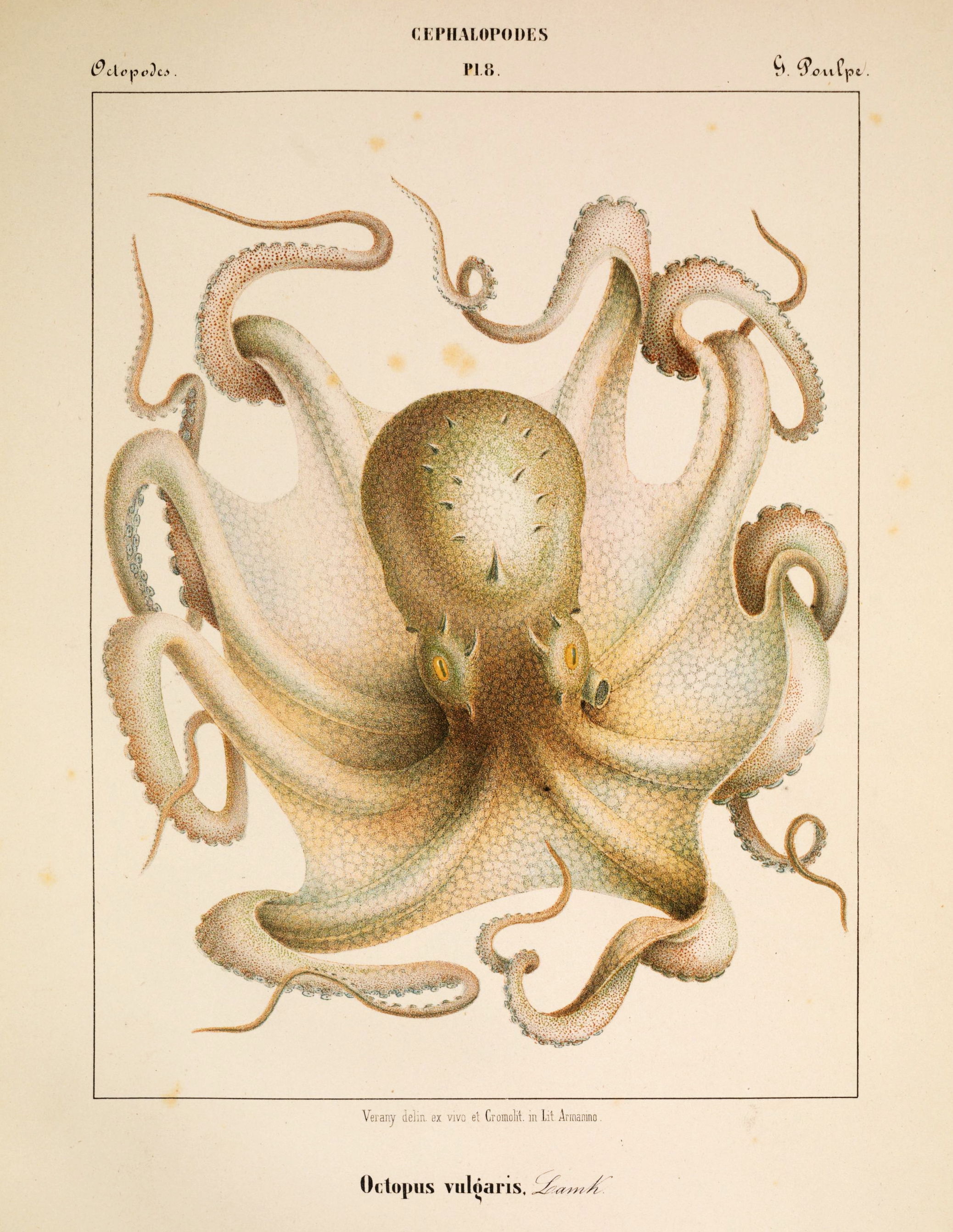 Octopus Vulgaris