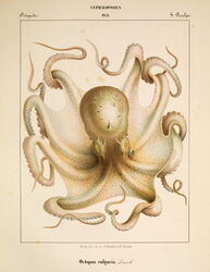 Octopus Vulgaris