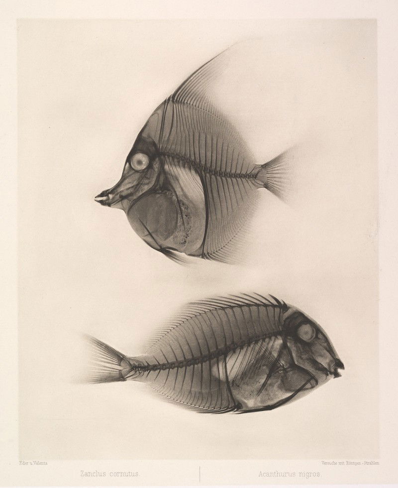 Horned shark / Black surgeonfish