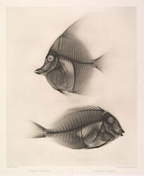 Horned shark / Black surgeonfish