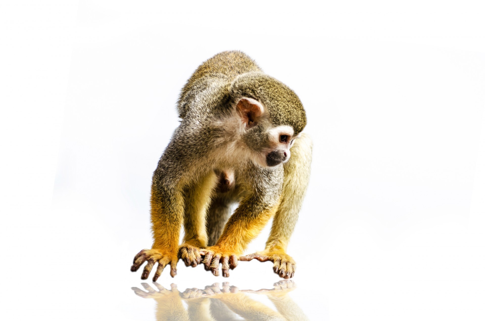 Animals - Squirrel monkey on the white background
