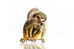 Animals - Squirrel monkey on the white background