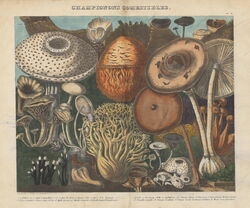 Edible Mushrooms