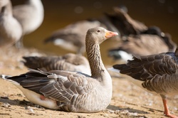Greylag swimming on river