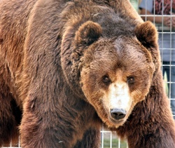 Close-up of a grizzly bear looking at the camera.