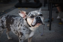 Animal portrait of a French Bulldog, small dog, pet, spotted coat, flat muzzle