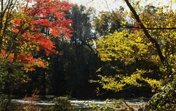 A sparkling river flowing through autumn trees.