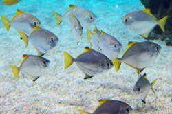 Small school of silver fish