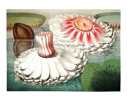 Water Lily Pond Vintage Art