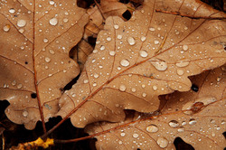 Water drops on brown dry oak leaves