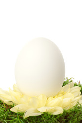 White easter egg on flower and grass isolated on white background